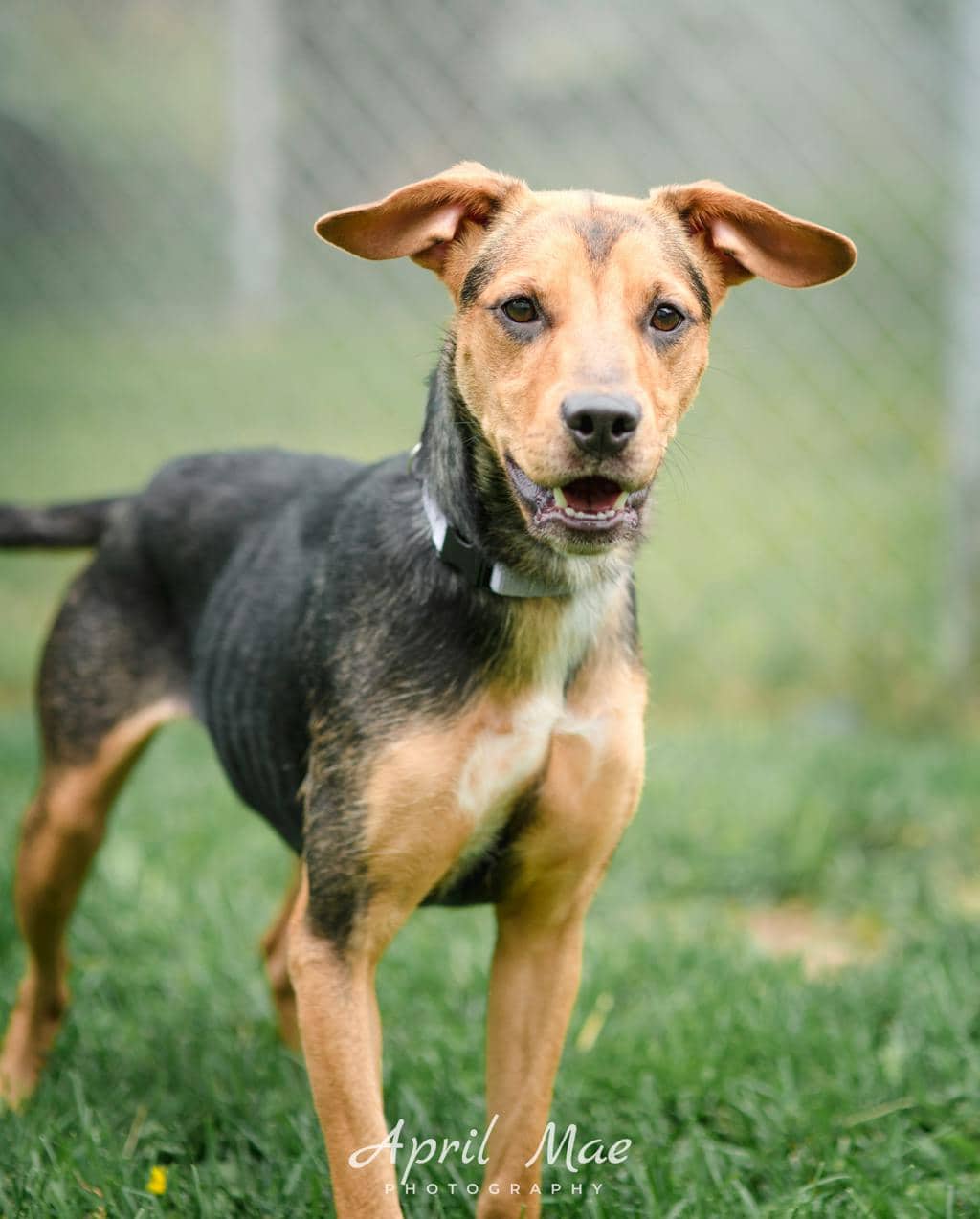 Precious - Shepherd available for adoption in Ontario
