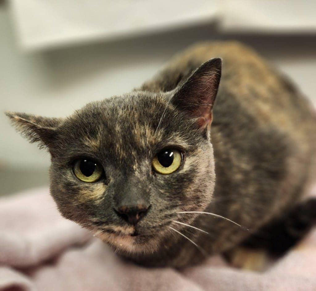 Grisoune - Domestic Short Hair cat available for adoption at Ontario SPCA (Ottawa Area) in Ottawa