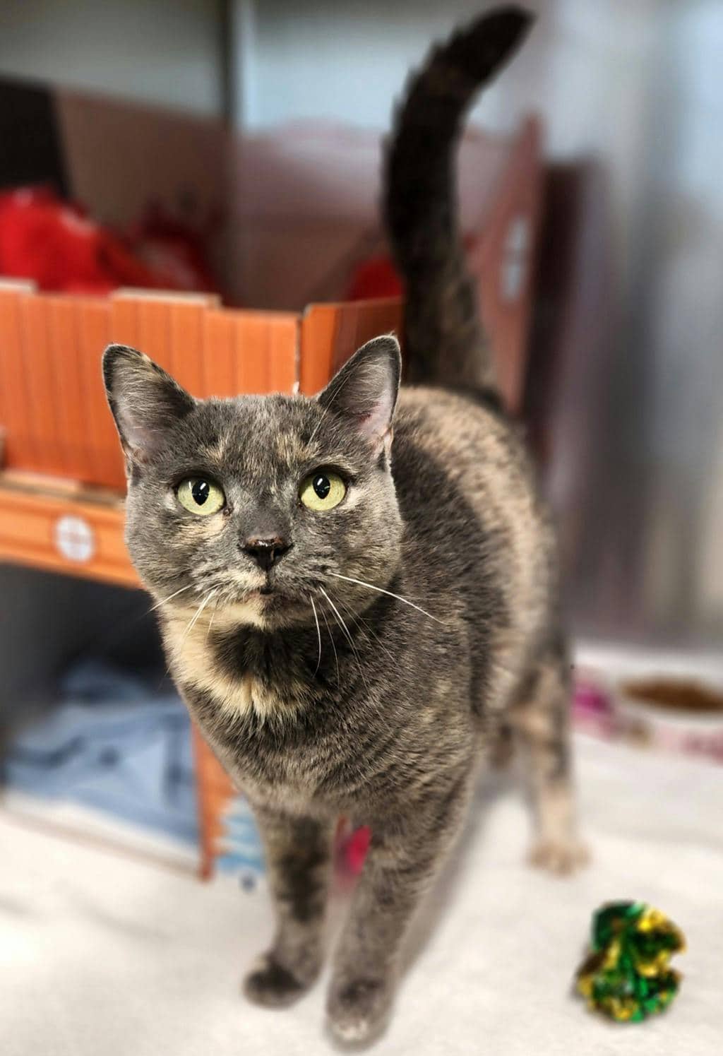 Grisoune - Domestic Short Hair cat available for adoption at Ontario SPCA (Ottawa Area) in Cornwall
