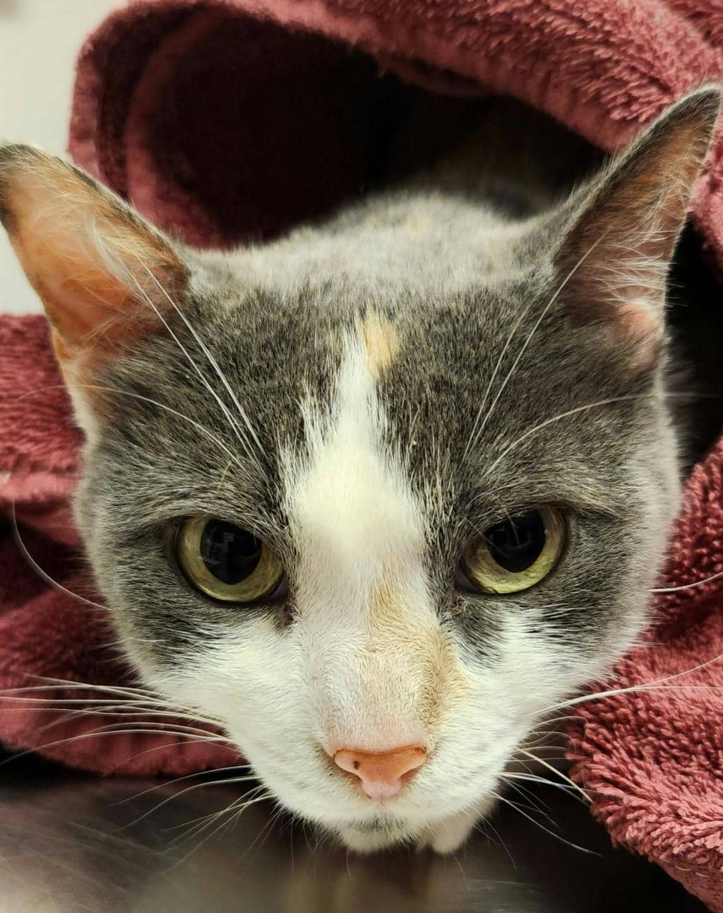Mitsu - Domestic Short Hair cat available for adoption at Ontario SPCA (Ottawa Area) in Ottawa