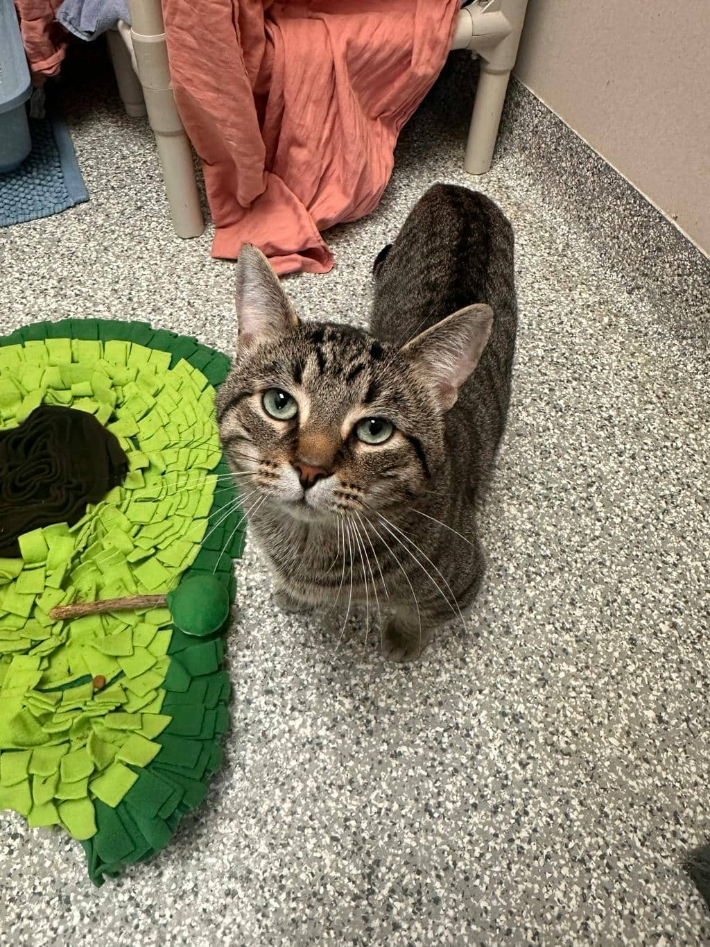 Butters - Domestic Short Hair cat available for adoption at Ontario SPCA (Toronto Area) in Toronto