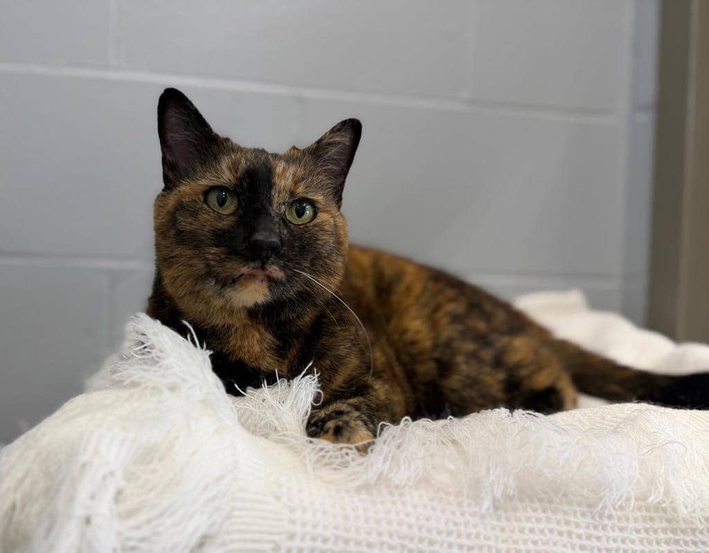 Lily - Domestic Short Hair cat available for adoption in Calgary