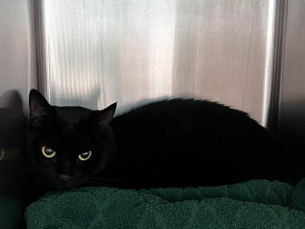 Mable - Domestic Short Hair cat available for adoption at Ontario SPCA (Central Ontario) in Toronto
