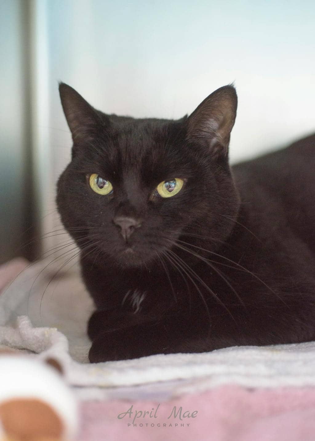 Mable - Domestic Short Hair available for adoption