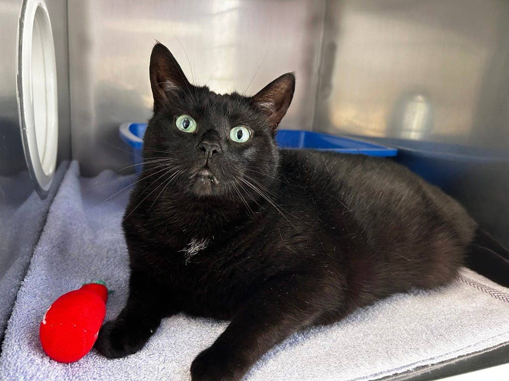 Chloe - Domestic Short Hair cat available for adoption at Ontario SPCA (Central Ontario) in Toronto
