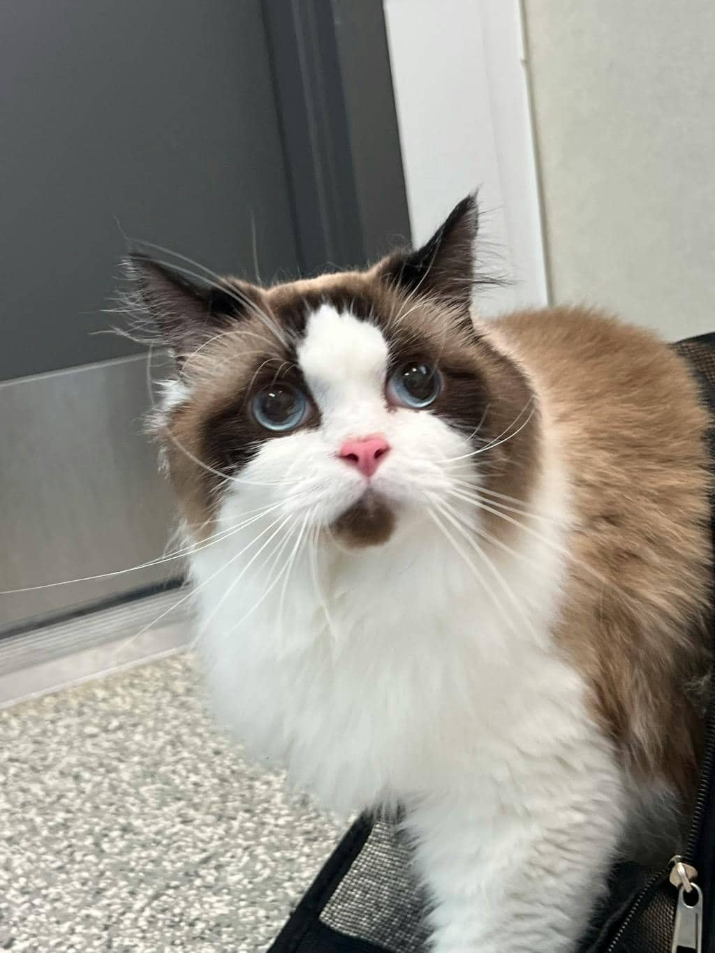 Romeo - Ragdoll cat available for adoption at Ontario SPCA (Toronto Area) in Toronto