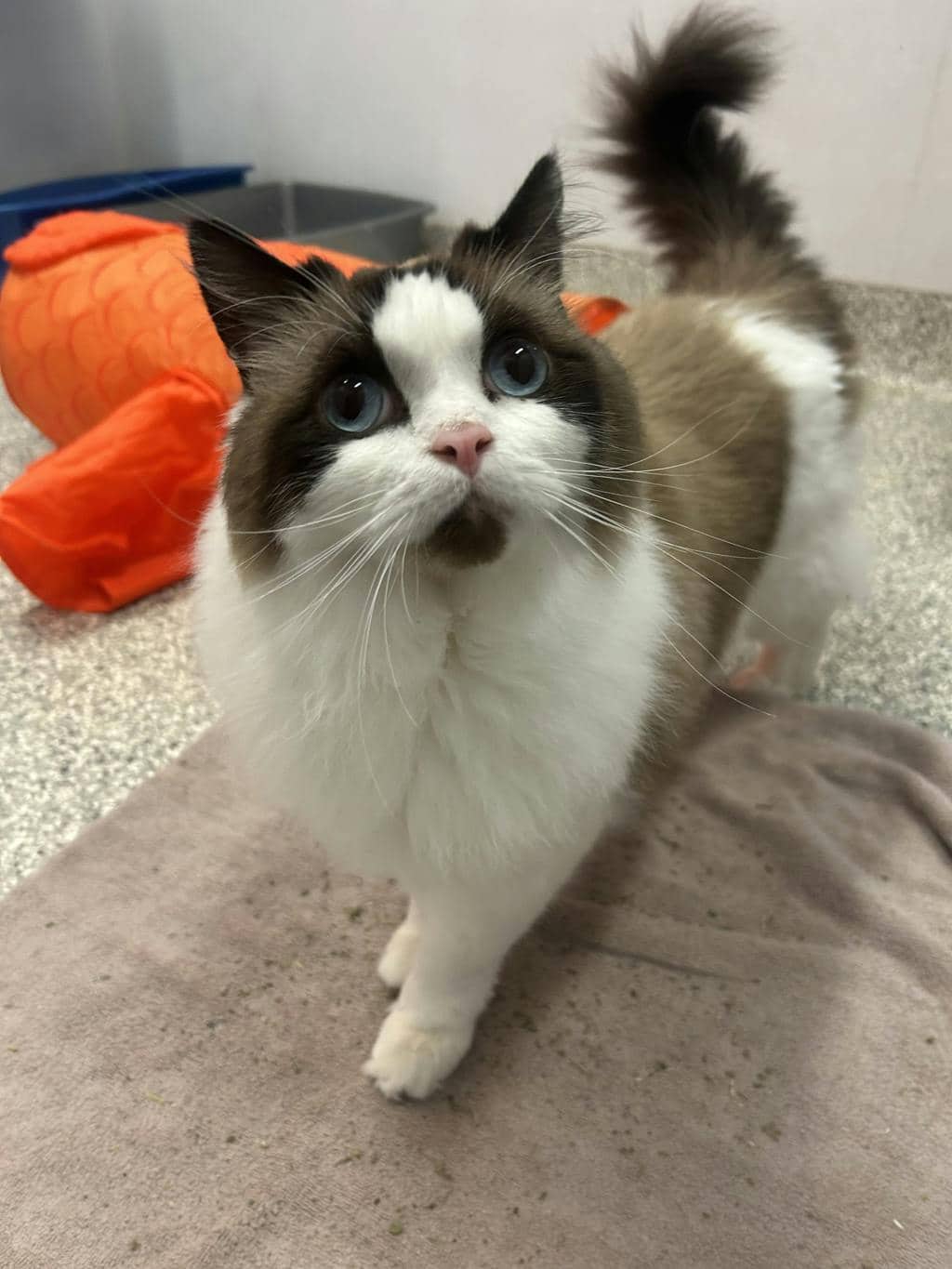Romeo - Ragdoll available for adoption