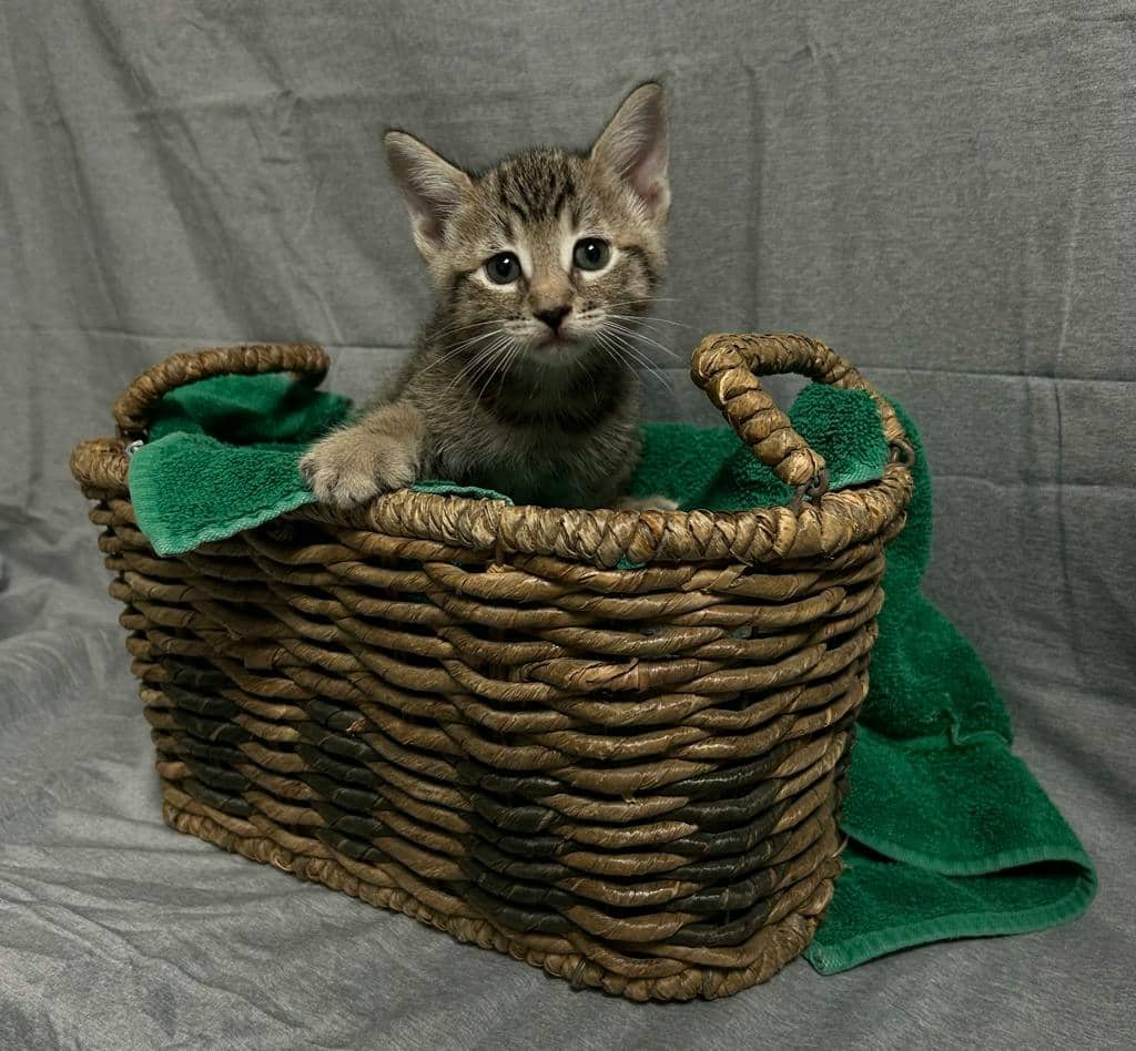 Charles - Domestic Short Hair available for adoption