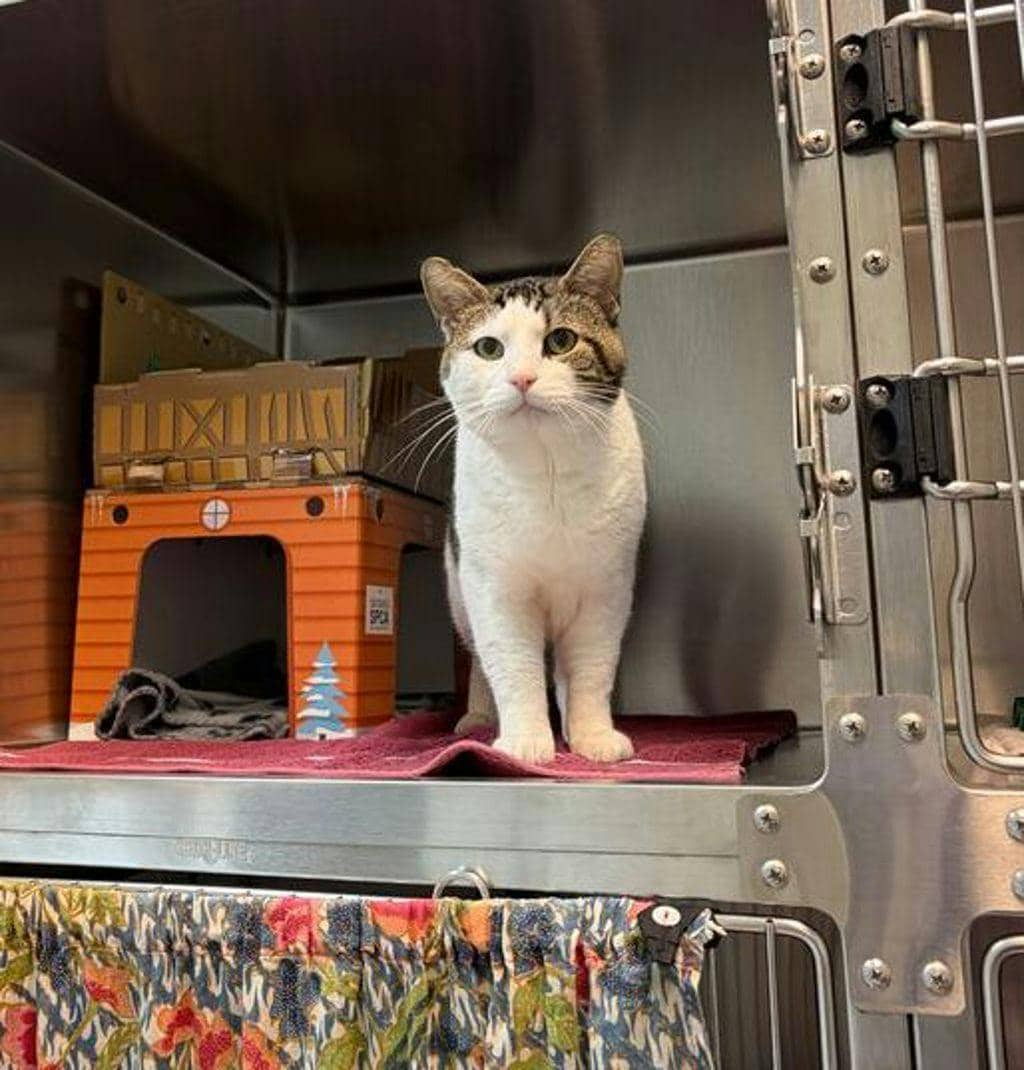 Maverick - Domestic Short Hair available for adoption