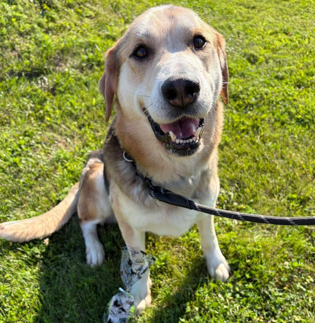 Jojo - Mixed Breed, Large (over 44 lbs fully grown) available for adoption in Ontario