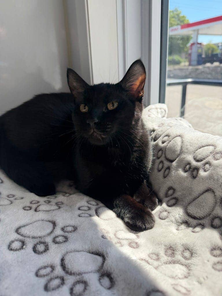 Pit - Domestic Short Hair available for adoption