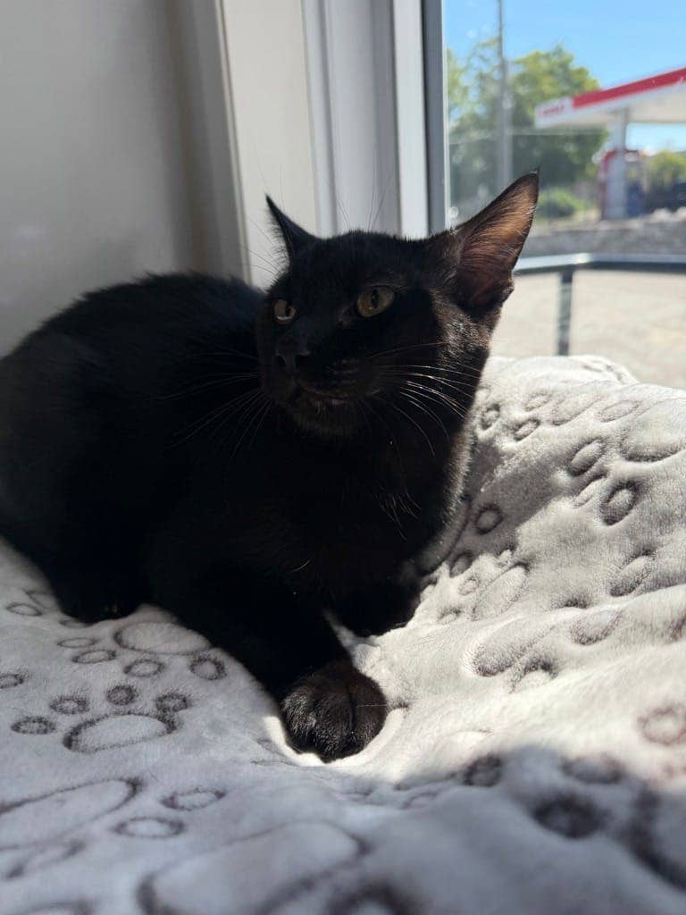 Pat - Domestic Short Hair available for adoption