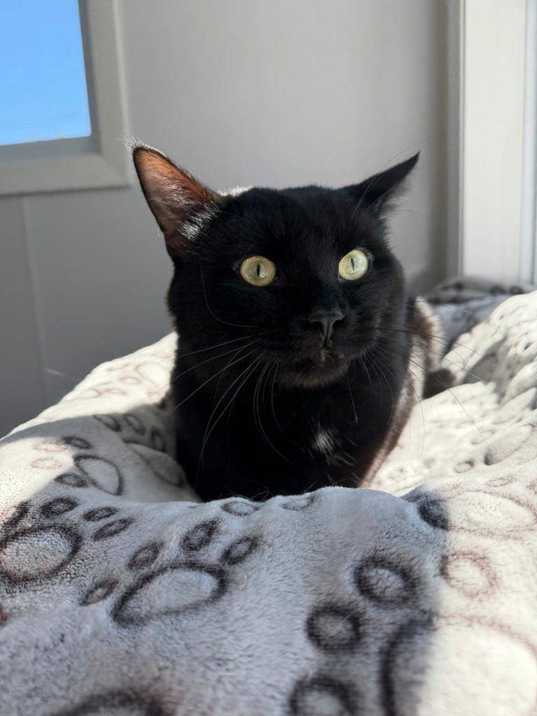 Alister - Domestic Short Hair available for adoption