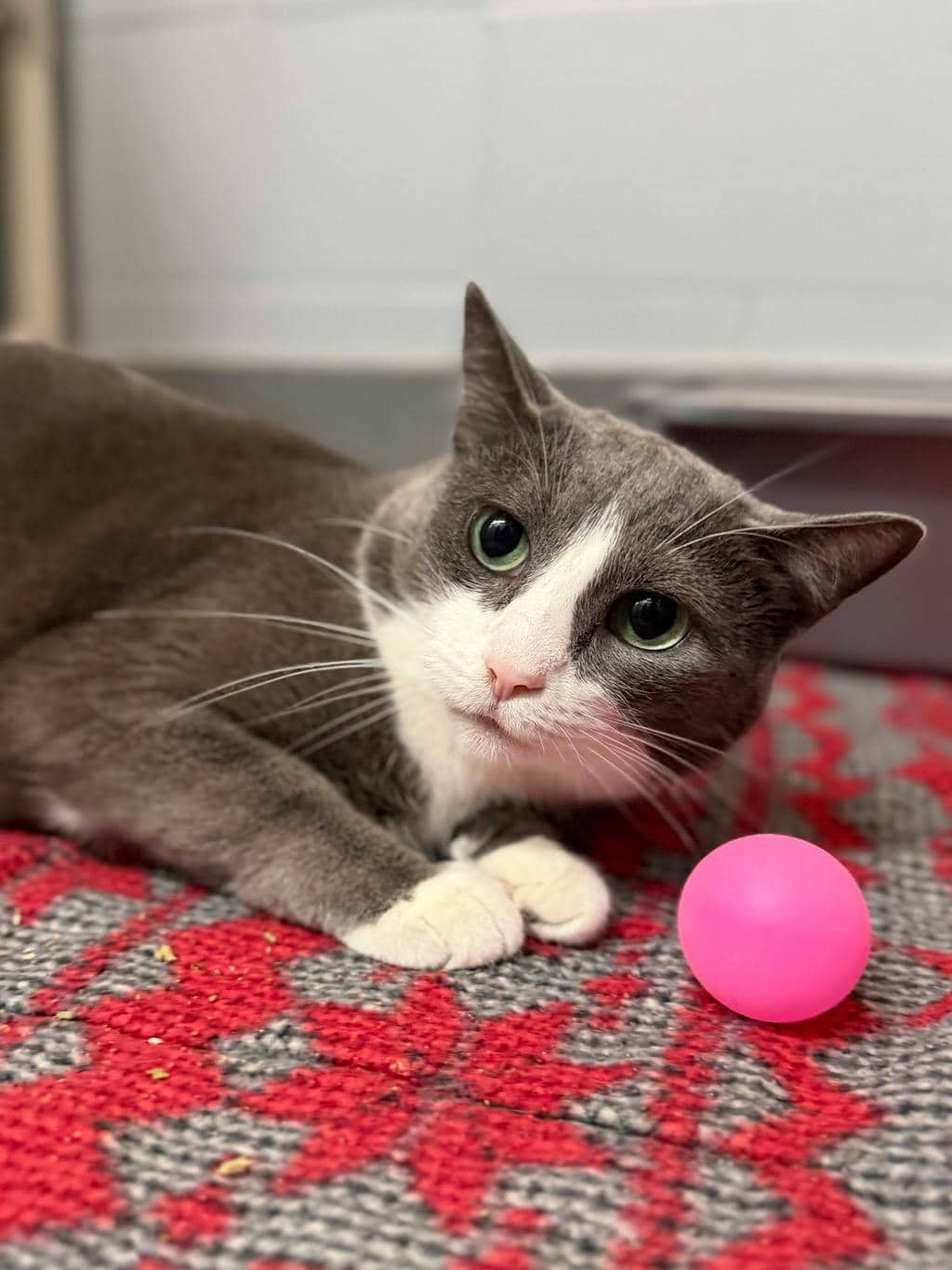 Elfie - Domestic Short Hair cat available for adoption at Ontario SPCA (Central Ontario) in Orillia