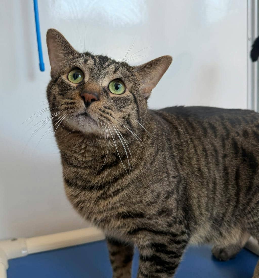 Simba - Domestic Short Hair available for adoption