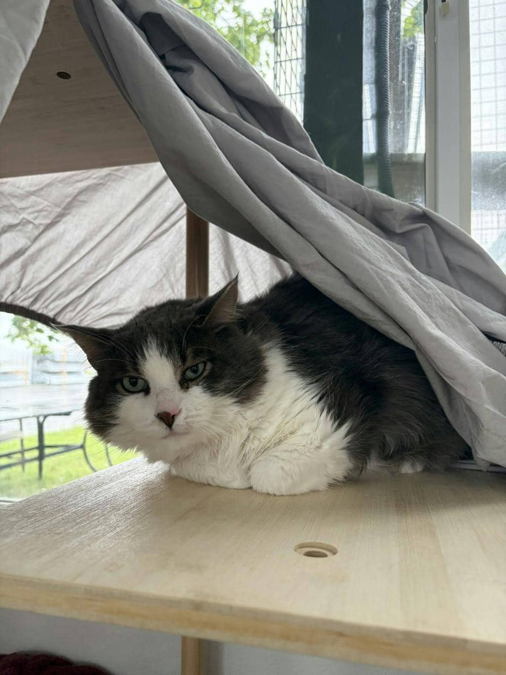 Jerry - Domestic Medium Hair available for adoption