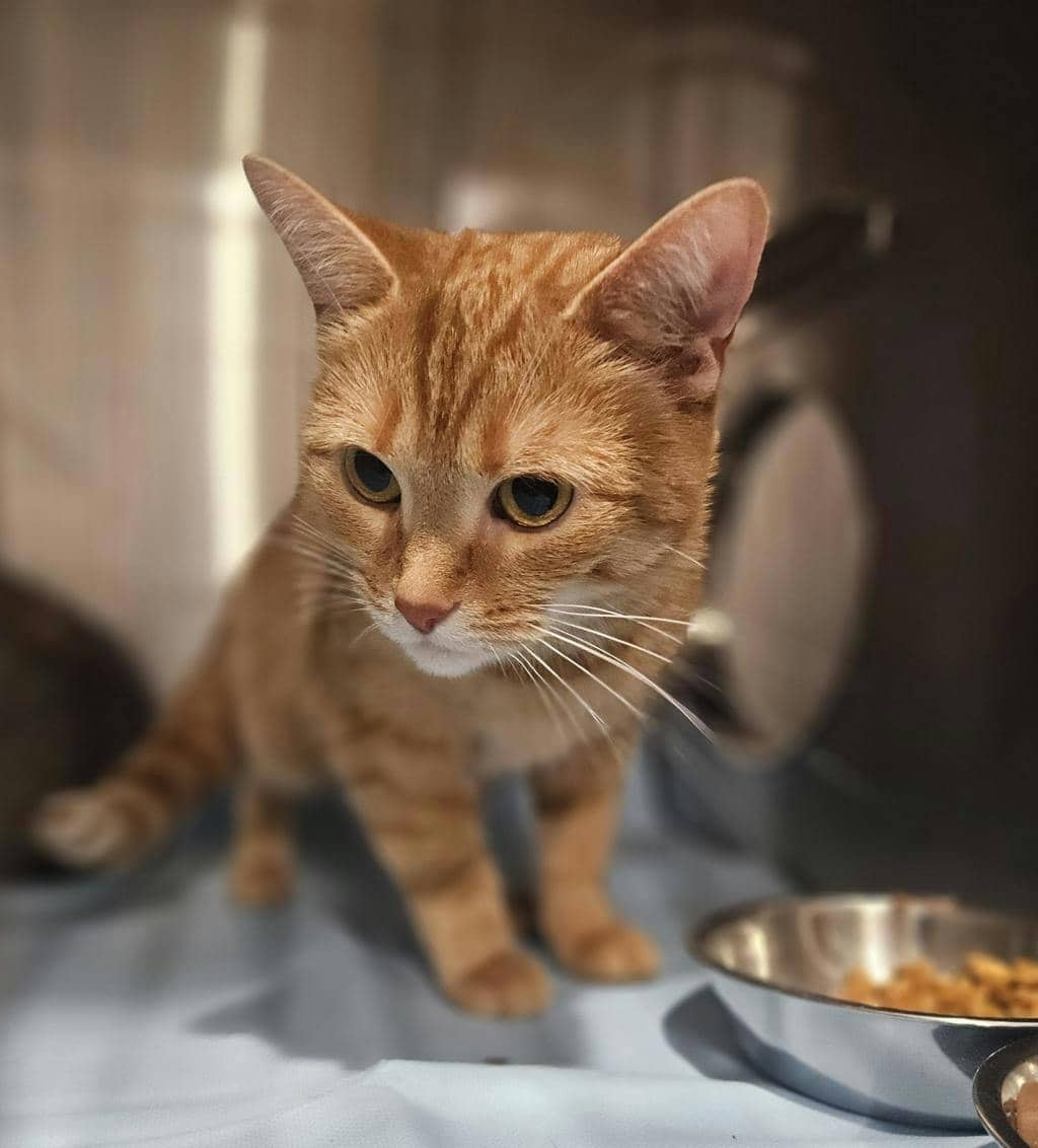 Marina - Domestic Short Hair cat available for adoption at Ontario SPCA (Ottawa Area) in Pembroke