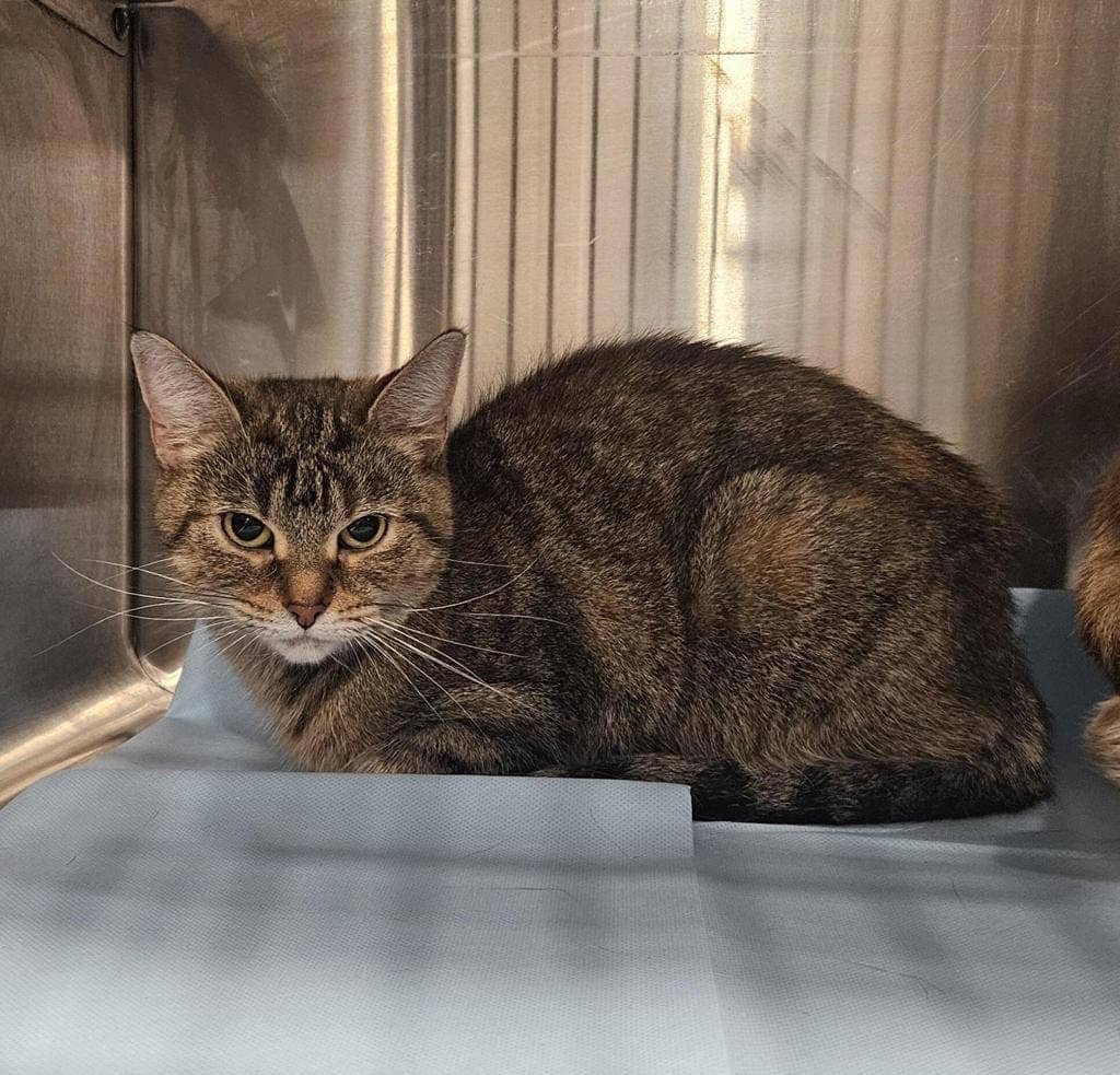 Taiga - Domestic Short Hair available for adoption