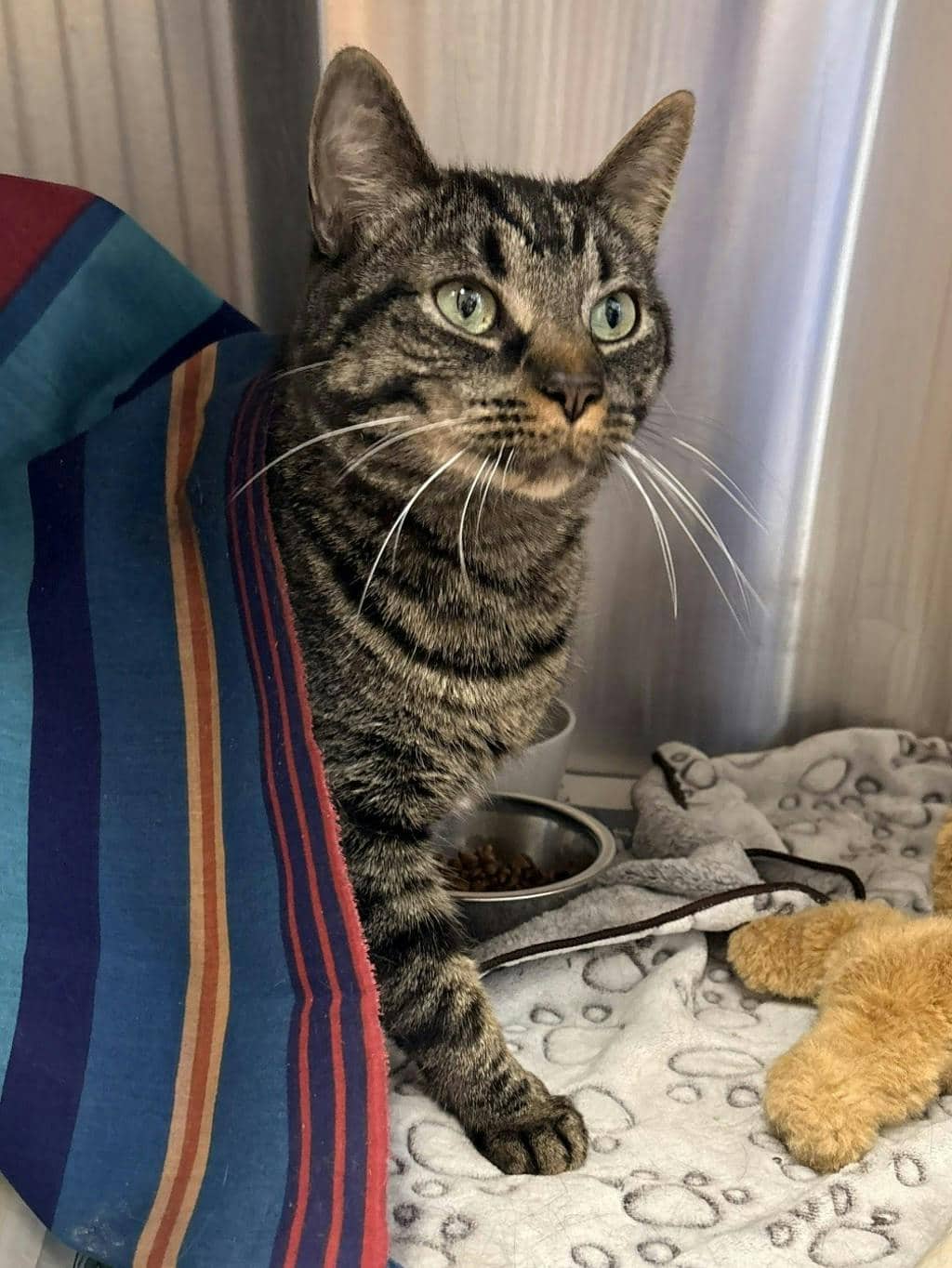 Timber - Domestic Short Hair cat available for adoption at Ontario SPCA (Central Ontario) in Bracebridge