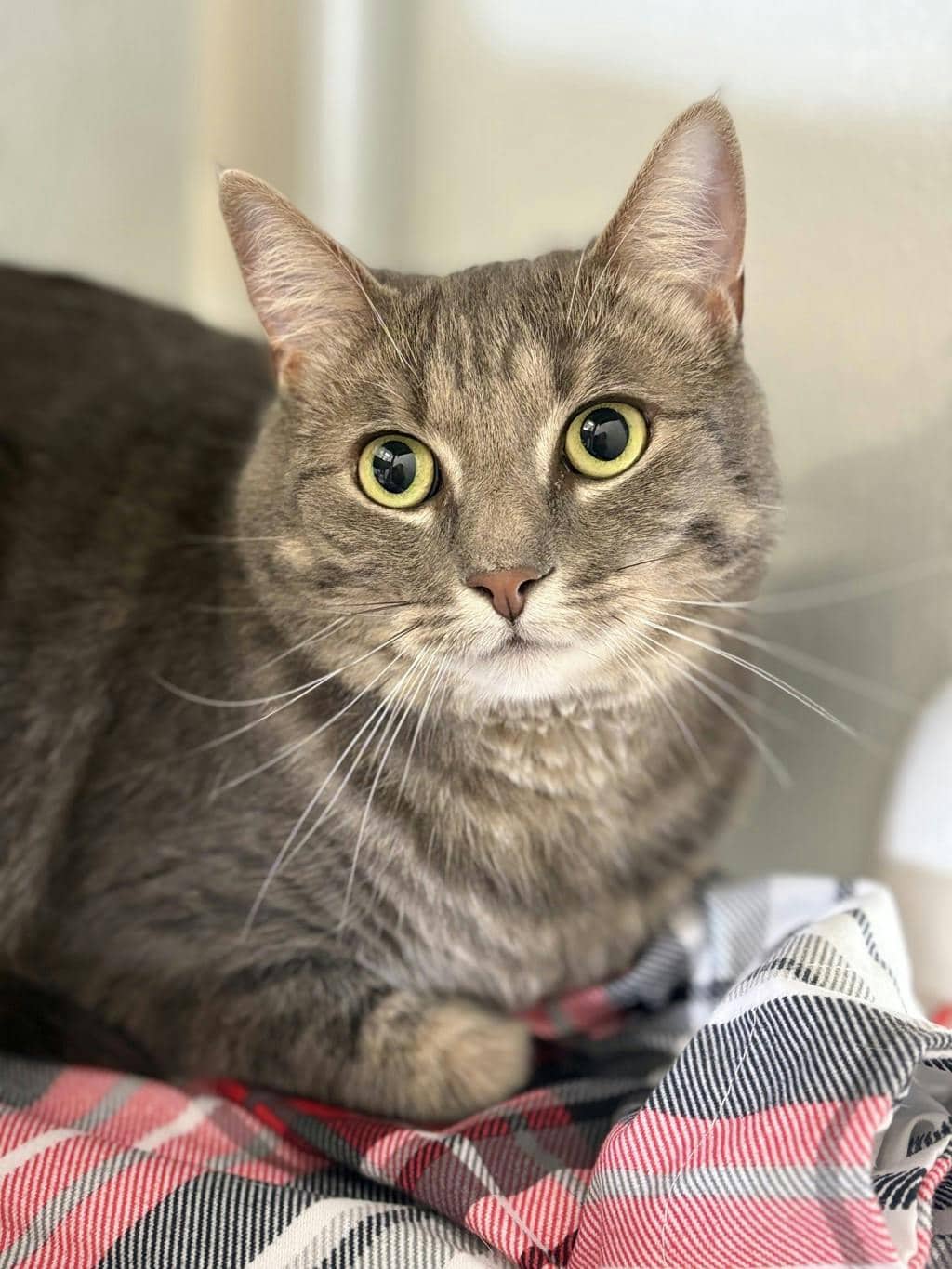 Gracie - Domestic Short Hair available for adoption