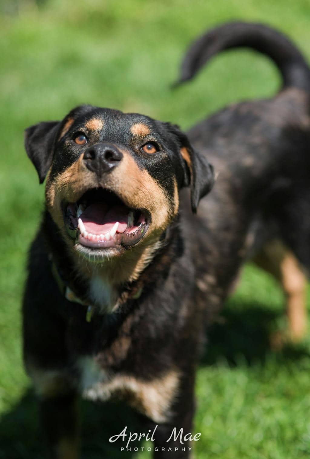 Saint Cowboy - German Shepherd available for adoption in Ontario