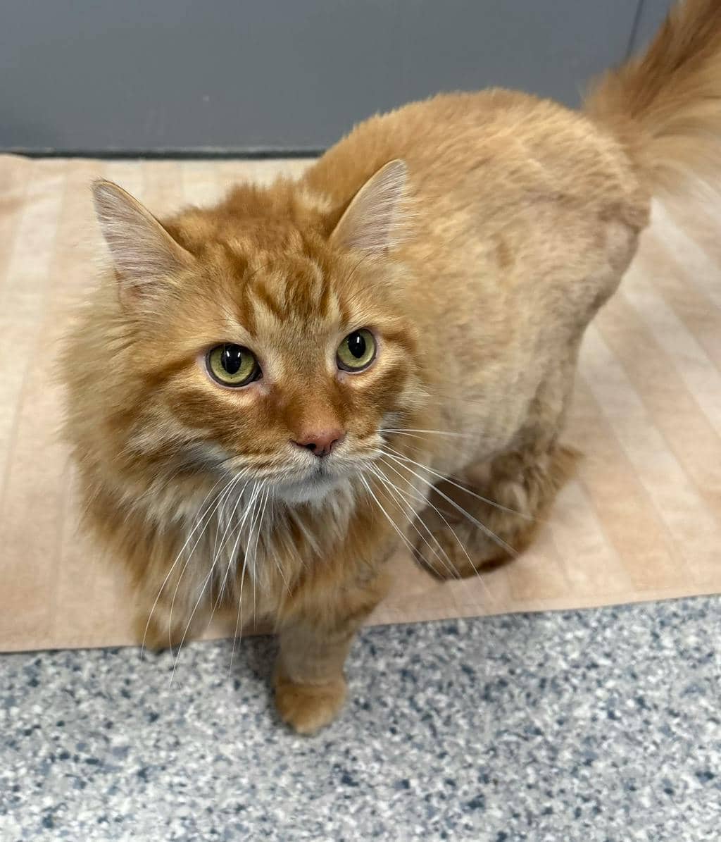 Geoff - Domestic Medium Hair cat available for adoption at Ontario SPCA (Central Ontario) in Barrie