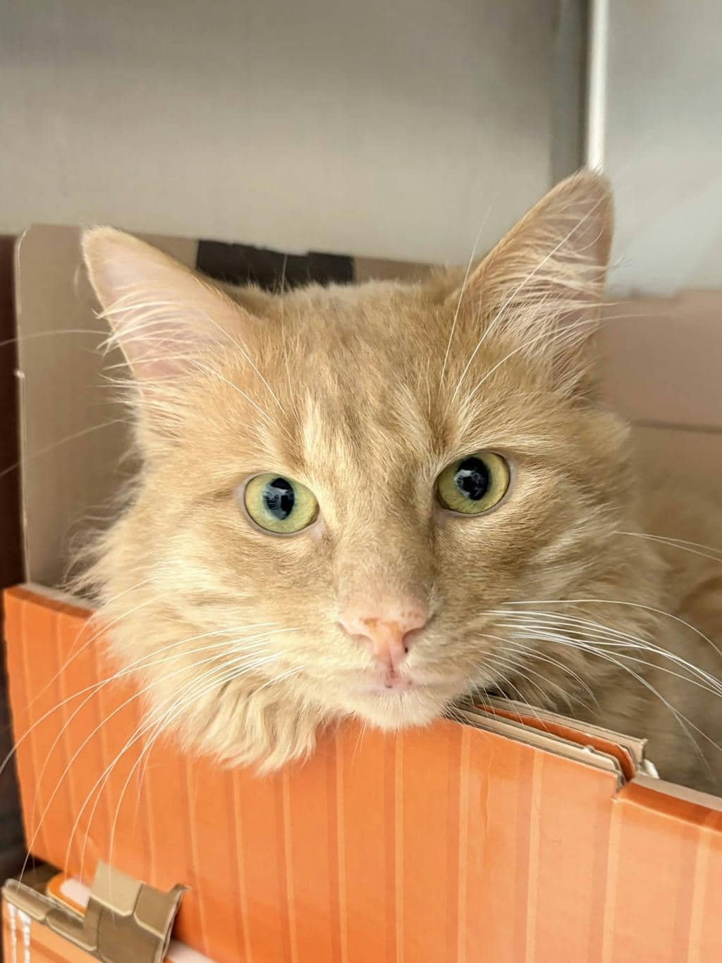 Darwin - Domestic Short Hair cat available for adoption at Ontario SPCA (Central Ontario) in Bracebridge