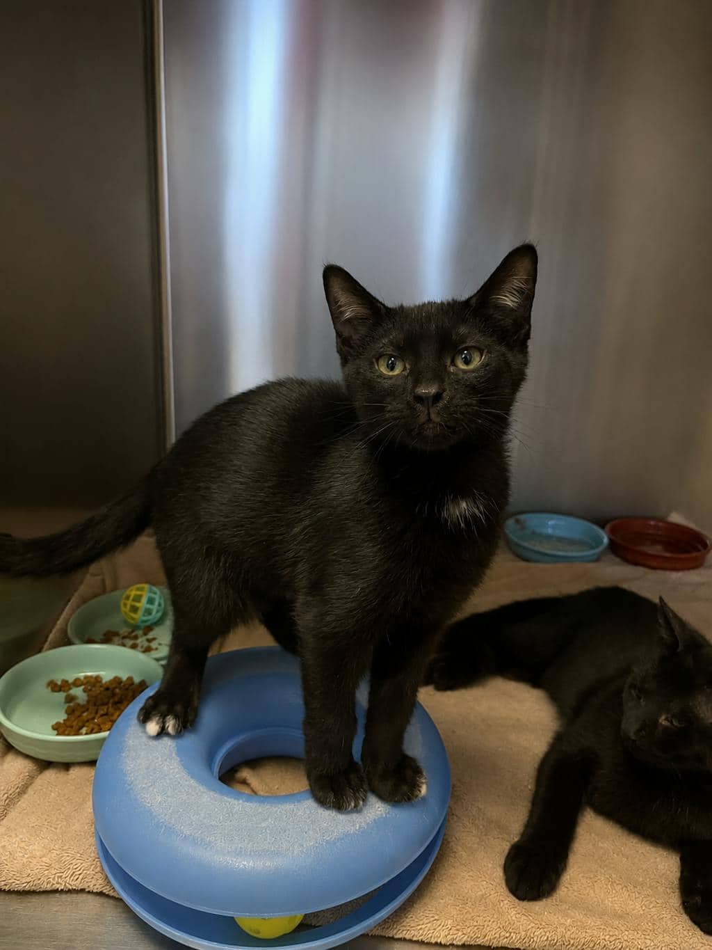 Tip - American Shorthair cat available for adoption in Ontario
