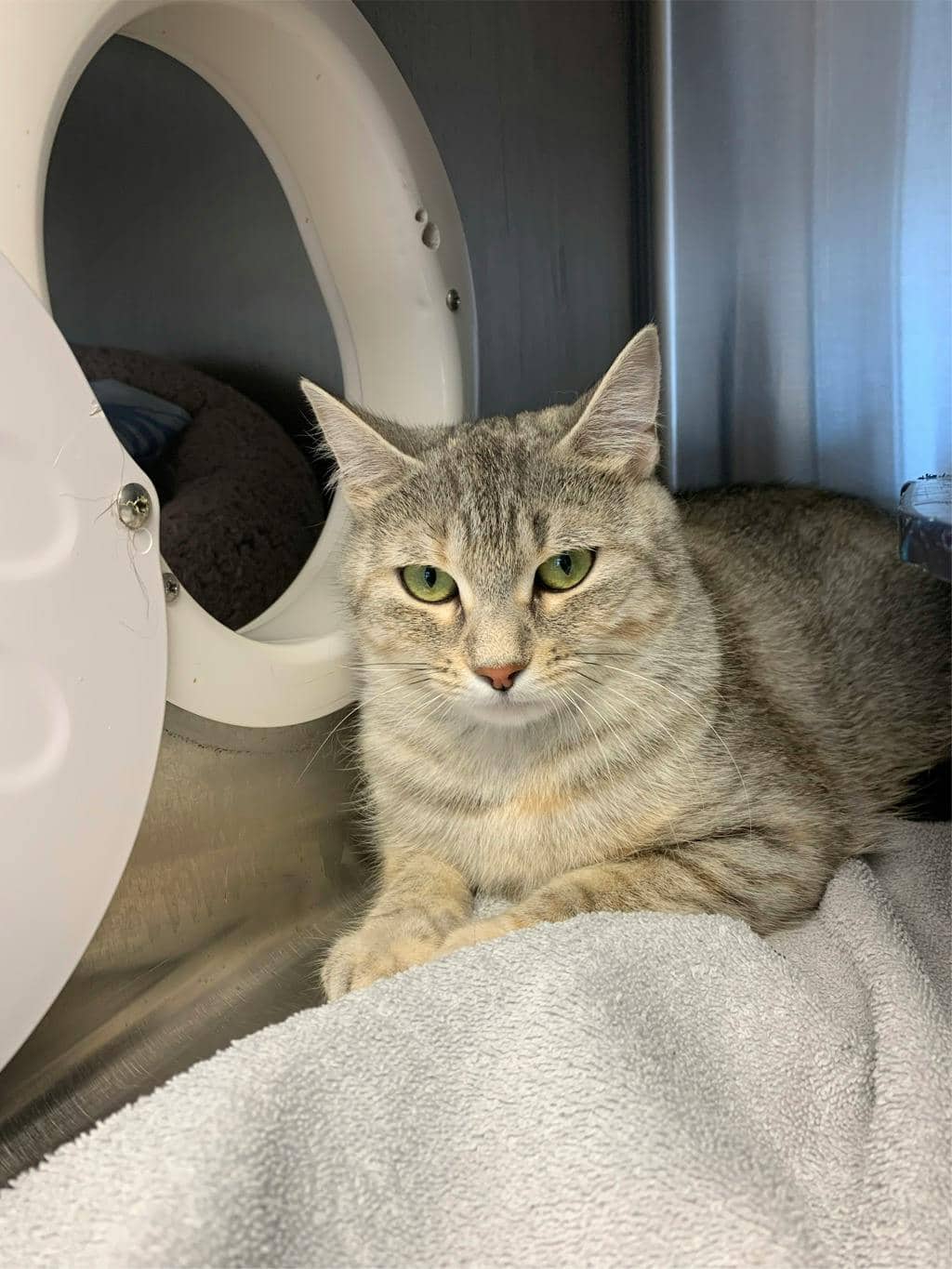 Syra - American Shorthair available for adoption