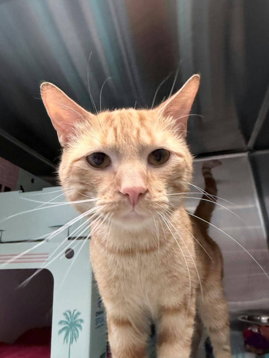Pussnboots - American Shorthair cat available for adoption at Ontario SPCA & Humane Society in Sudbury