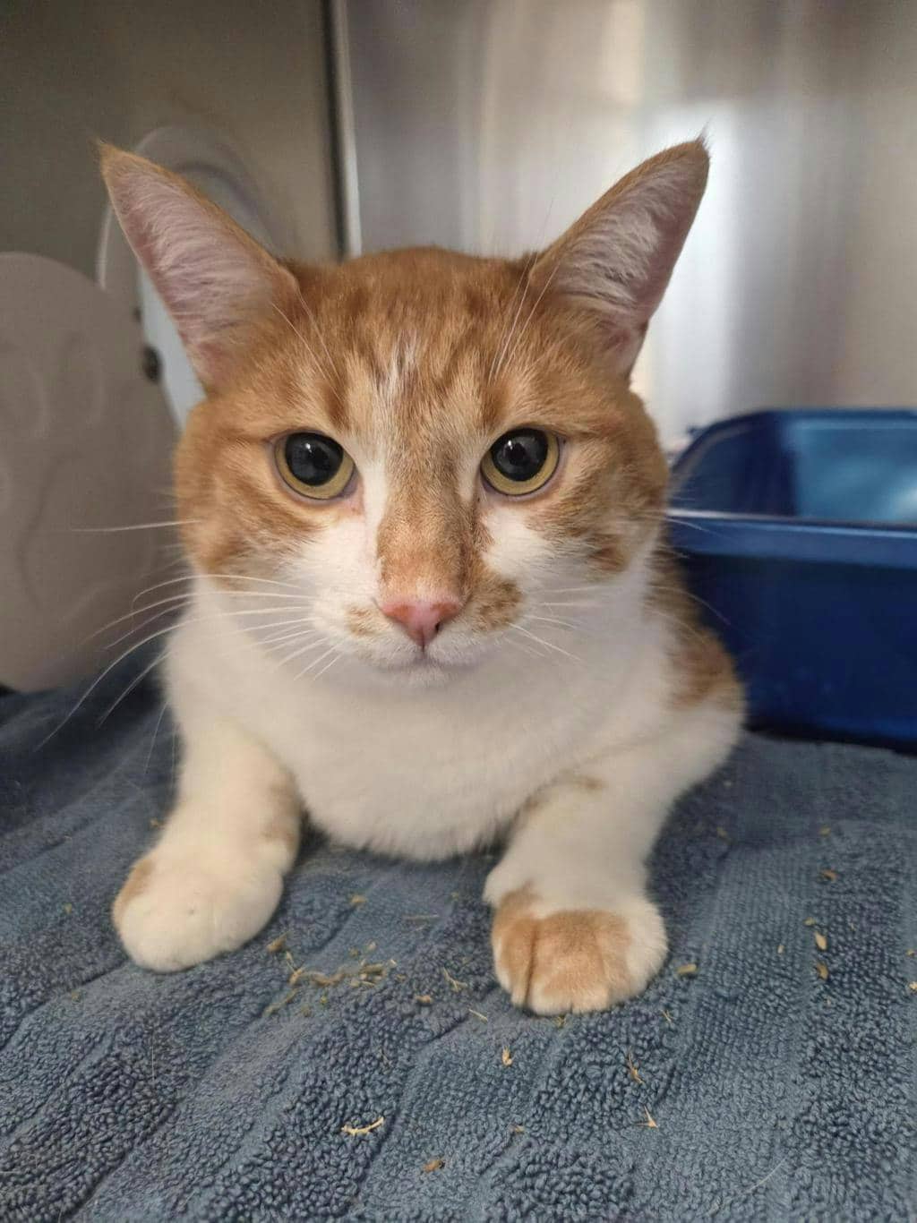 Charlie - Domestic Medium Hair available for adoption