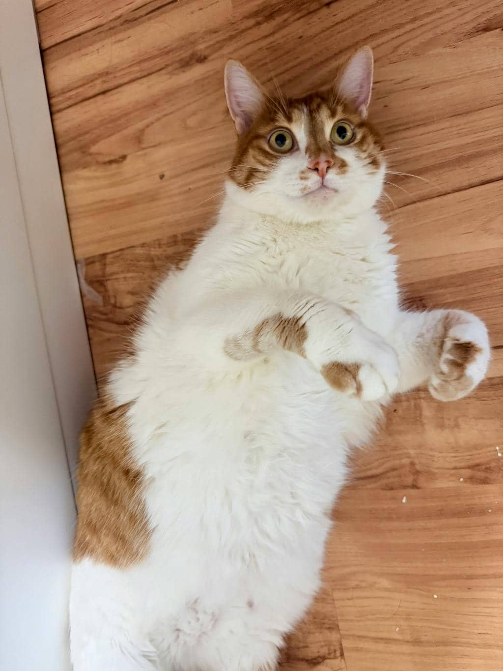 Charlie - Domestic Medium Hair available for adoption