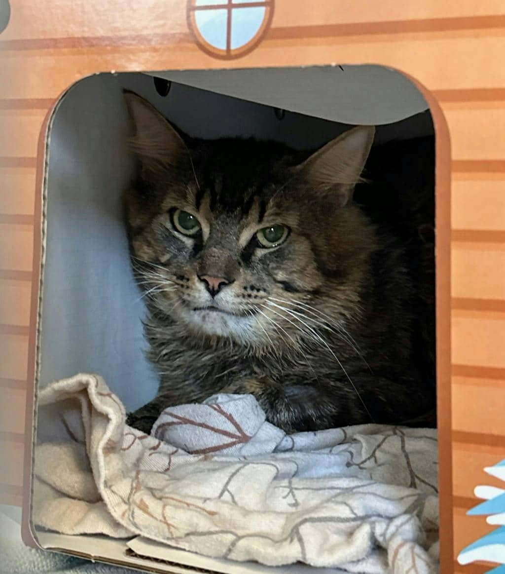 Binx - Domestic Longhair available for adoption