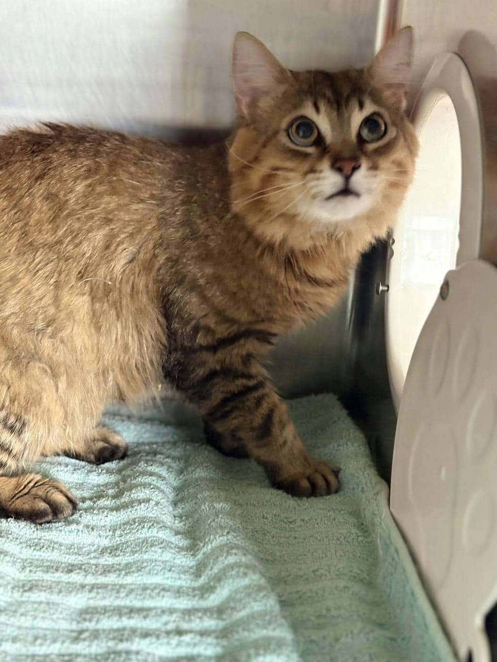 Salem - Domestic Longhair cat available for adoption at Ontario SPCA (Ottawa Area) in Ottawa