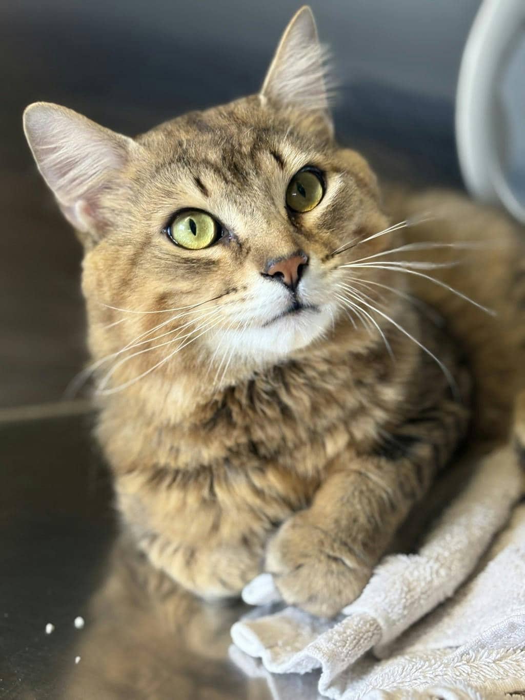 Salem - Domestic Longhair available for adoption