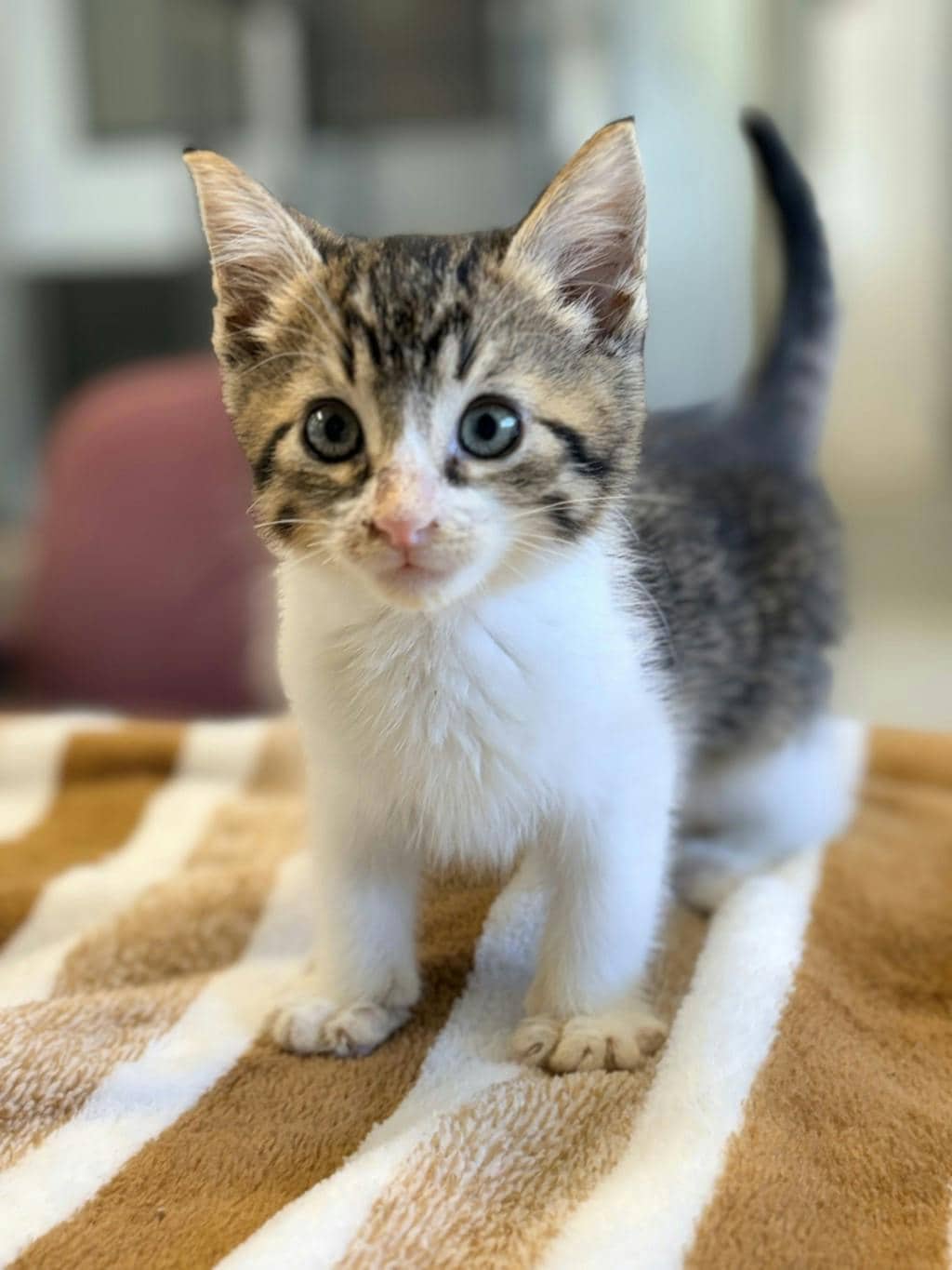 Vhaghar - Domestic Short Hair cat available for adoption at Ontario SPCA (Ottawa Area) in Brockville