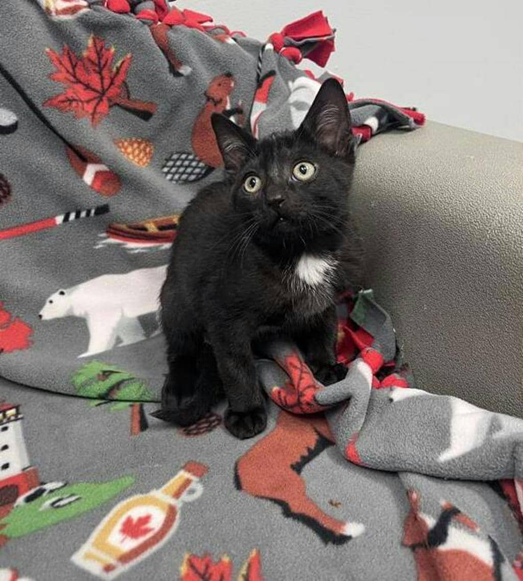 Kuzco - Domestic Short Hair available for adoption