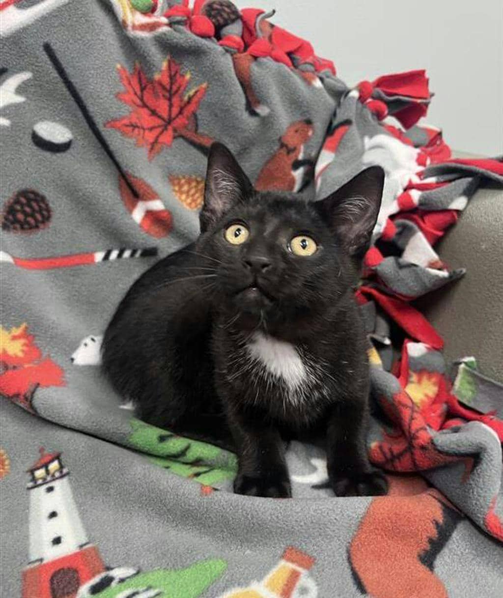 Kronk - Domestic Short Hair cat available for adoption at Ontario SPCA (Central Ontario) in Barrie
