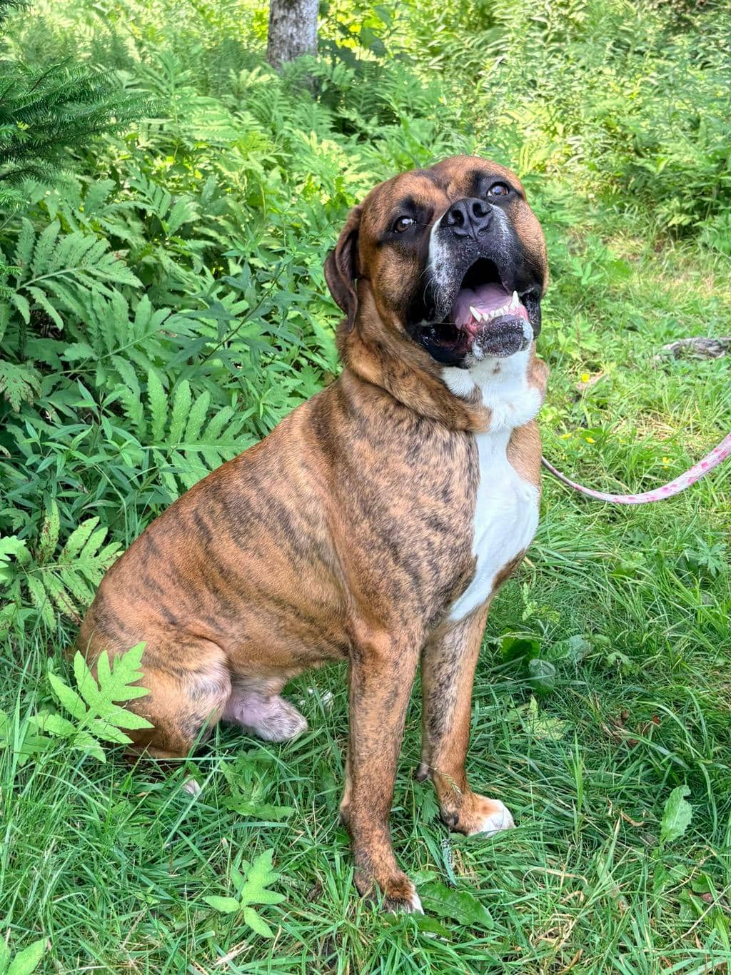 Noah - Mastiff available for adoption