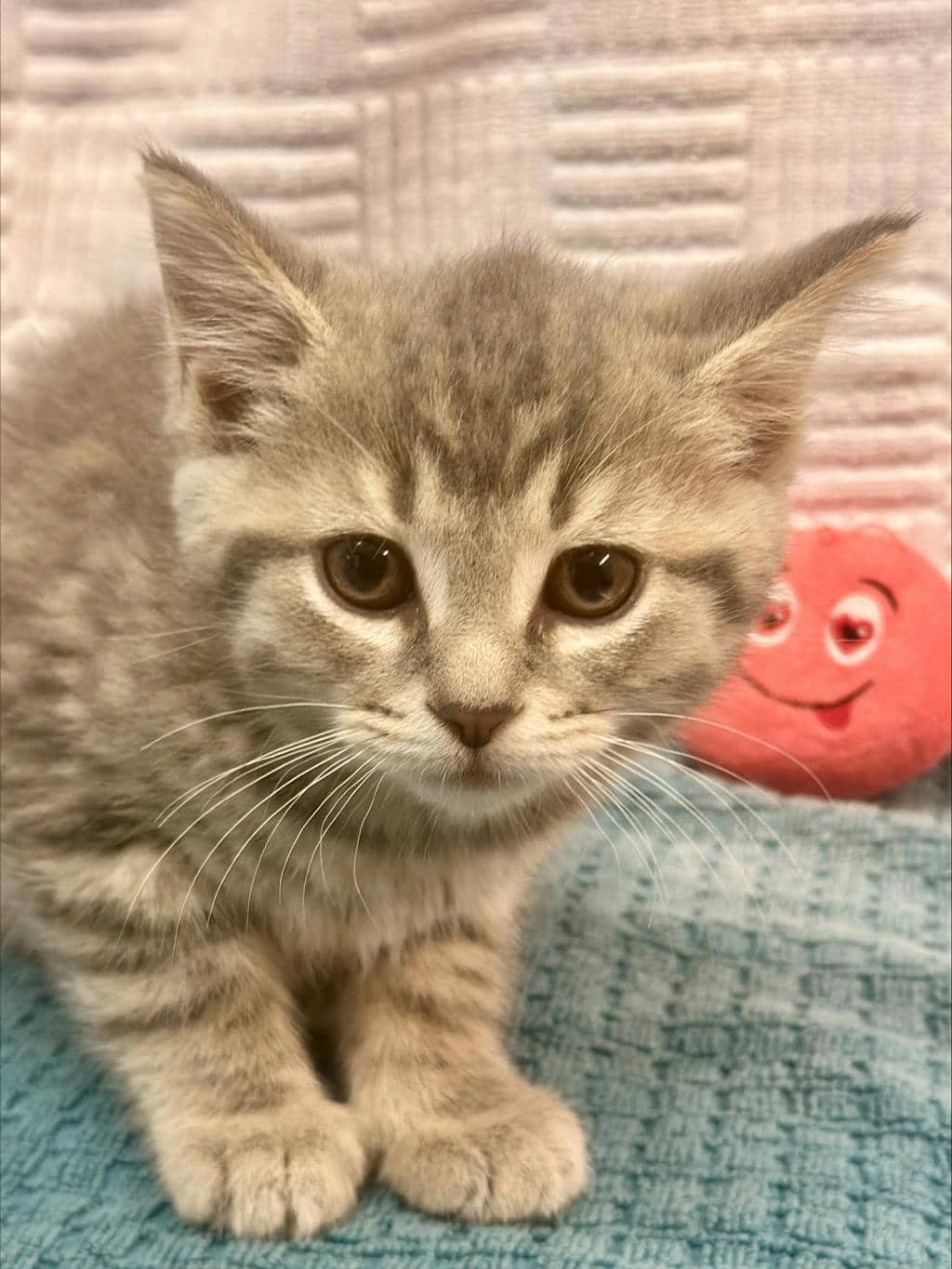 Truffle - Domestic Medium Hair cat available for adoption at Ontario SPCA (Ottawa Area) in Cornwall
