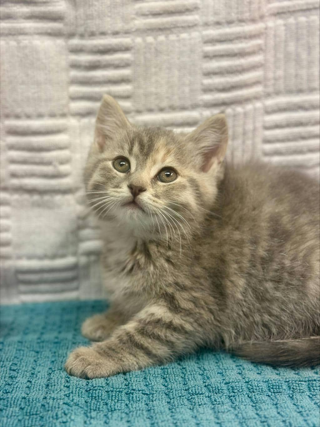 Cupcake - Domestic Medium Hair available for adoption
