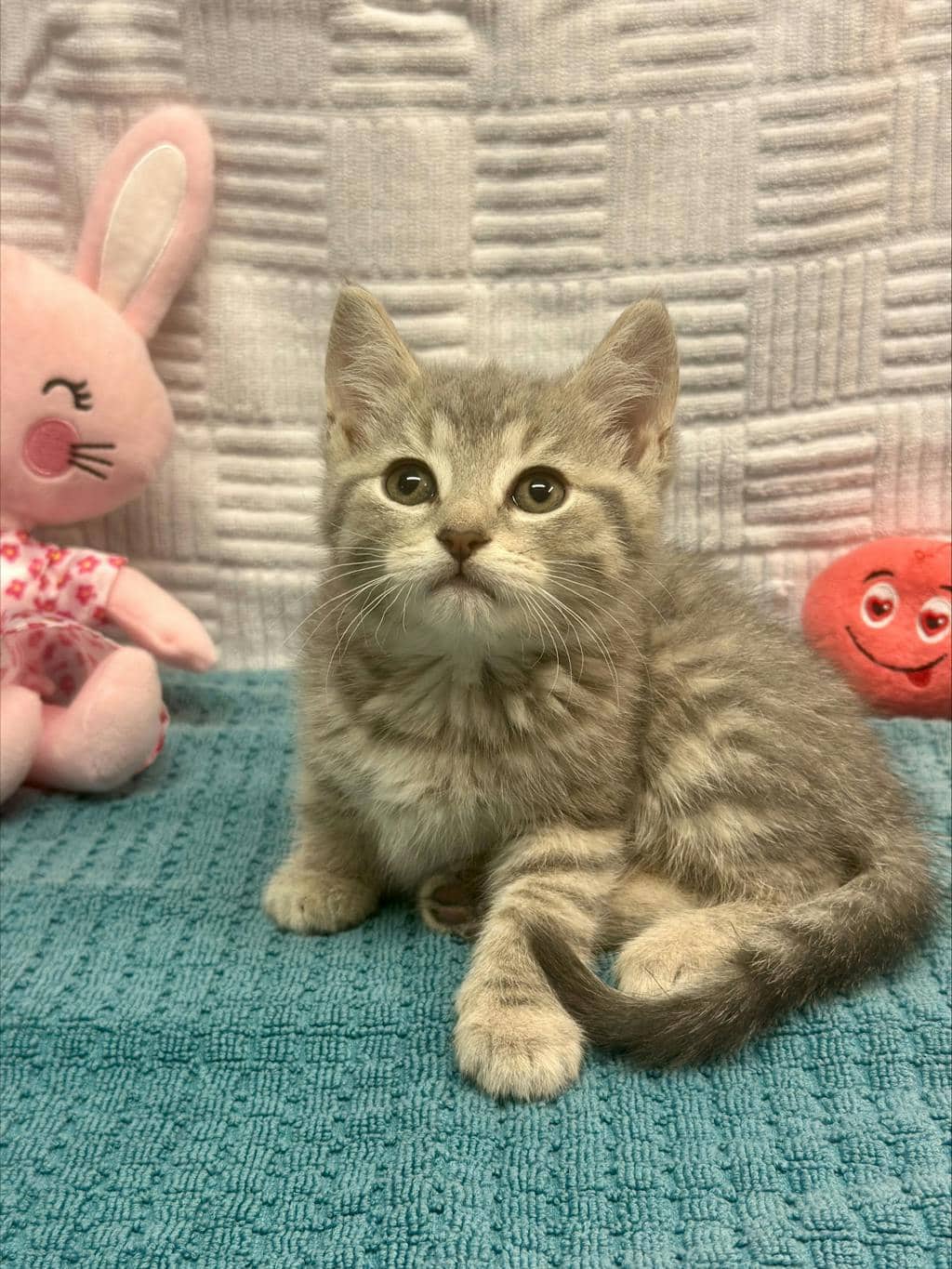 Pudding - Domestic Medium Hair cat available for adoption at Ontario SPCA (Ottawa Area) in Cornwall