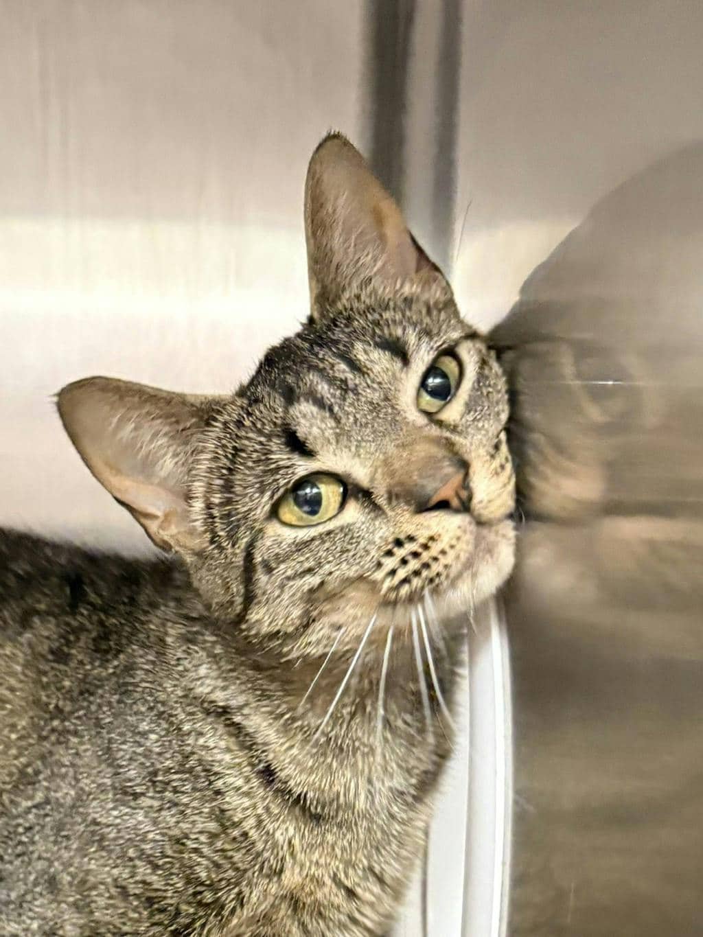 Puddles - Domestic Short Hair cat available for adoption at Ontario SPCA (Central Ontario) in Bracebridge