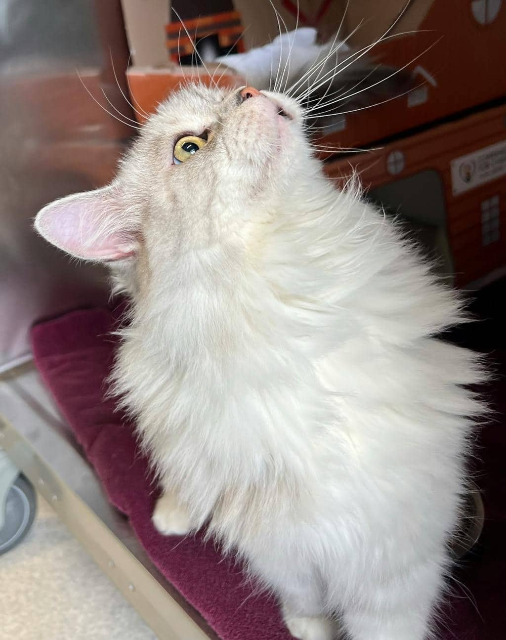 Nugget - Norwegian Forest Cat cat available for adoption at Ontario SPCA (Toronto Area) in Toronto