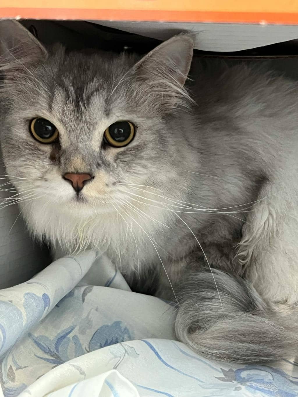 Mouse - Norwegian Forest Cat cat available for adoption at Ontario SPCA (Toronto Area) in Toronto