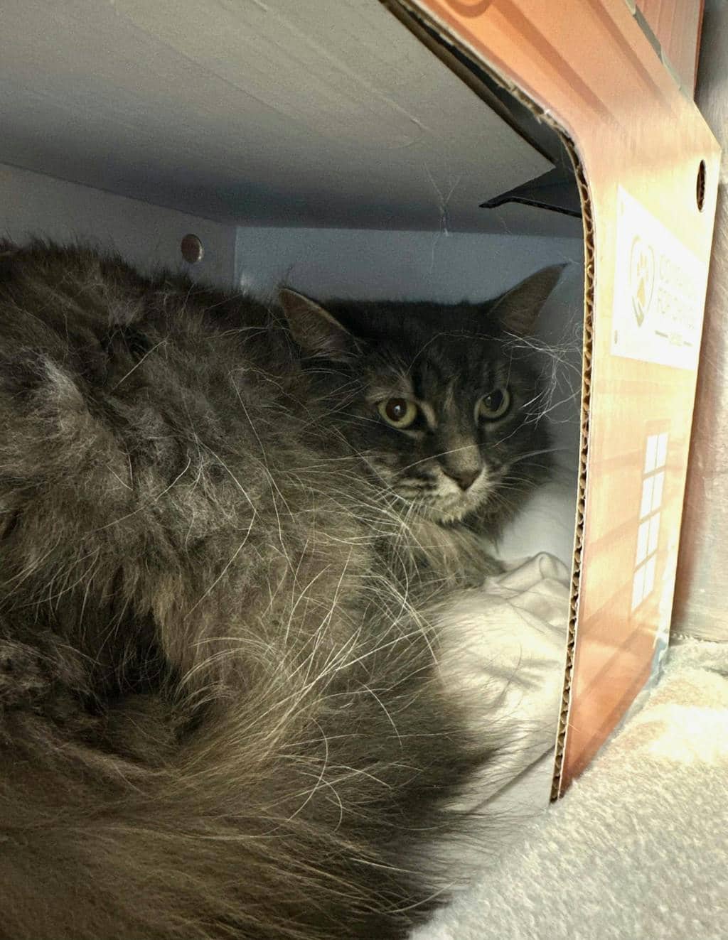 Mia - Domestic Longhair cat available for adoption at Ontario SPCA (Ottawa Area) in Brockville