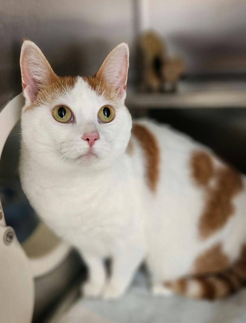 Dina - Domestic Short Hair cat available for adoption at Ontario SPCA (Ottawa Area) in Cornwall