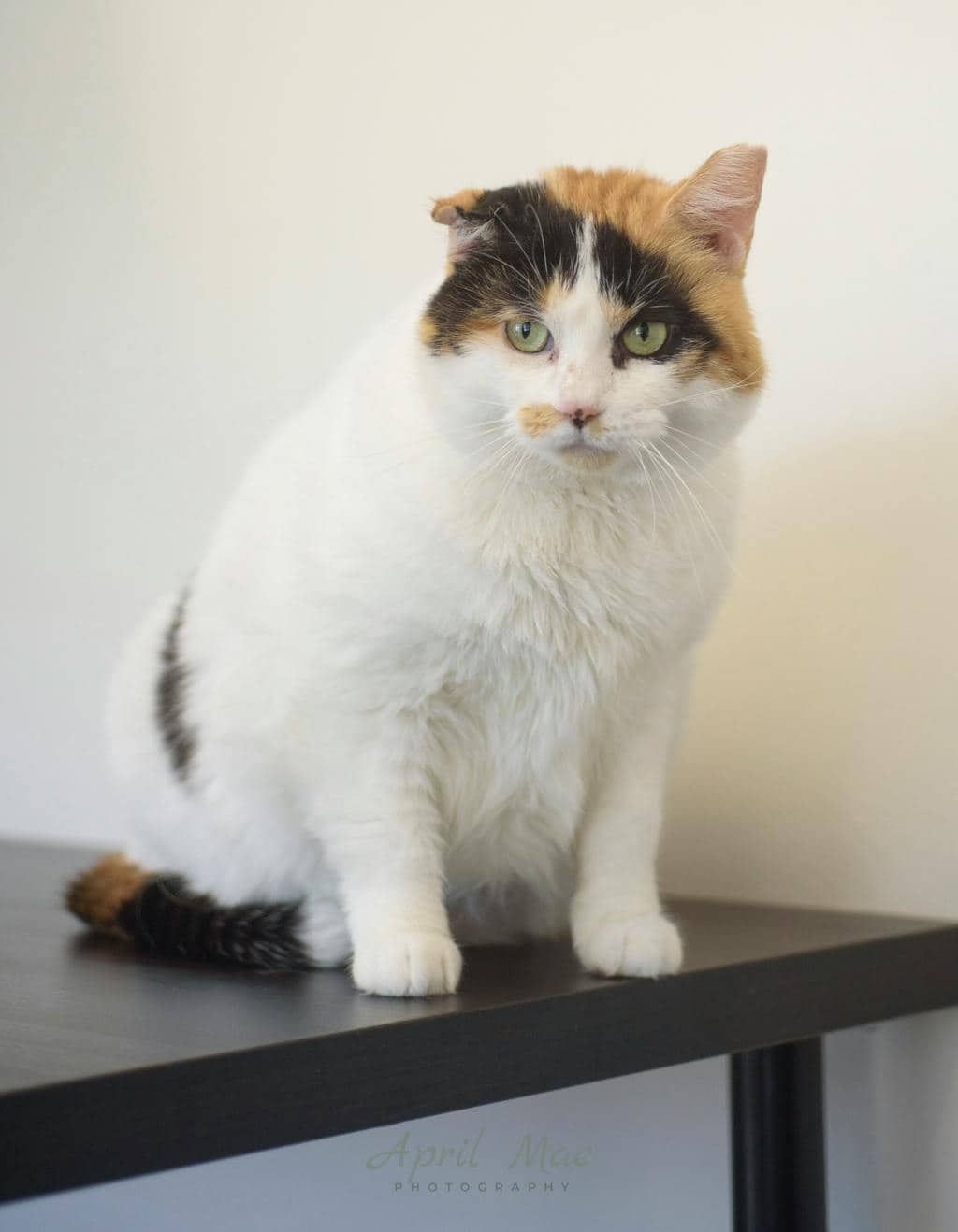 Little Foot (fta) - Domestic Short Hair available for adoption