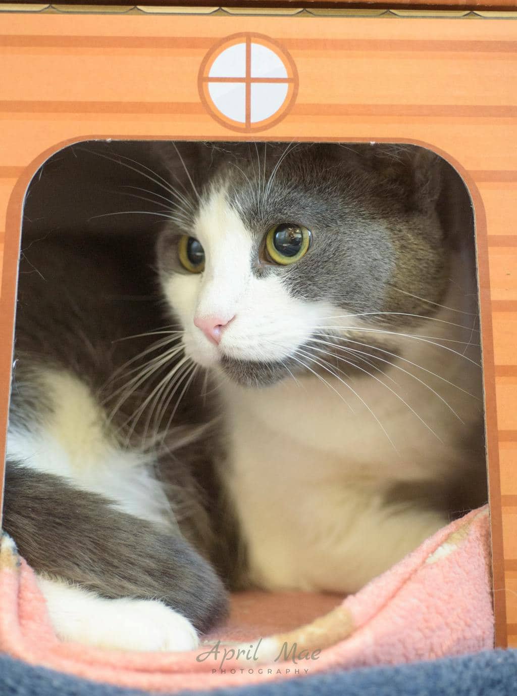 Vibes - Domestic Short Hair cat available for adoption at Ontario SPCA (Central Ontario) in Orangeville