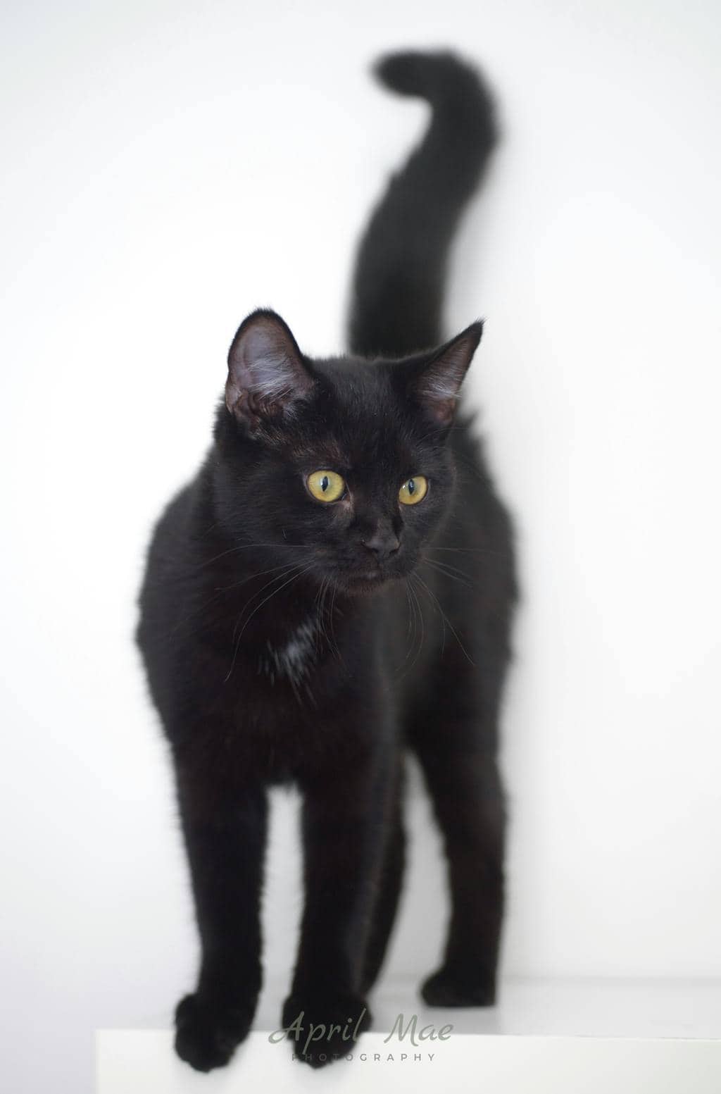 Nova (petsmart) - Domestic Short Hair available for adoption